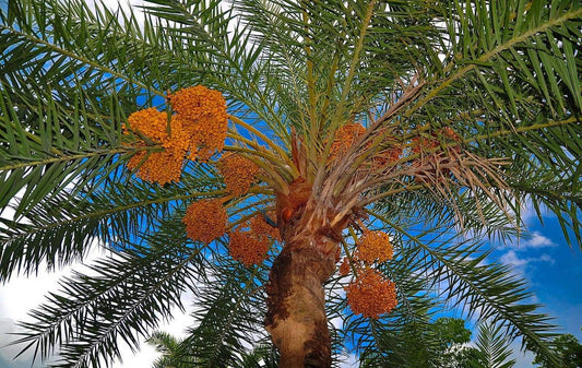 Date Harvest Process