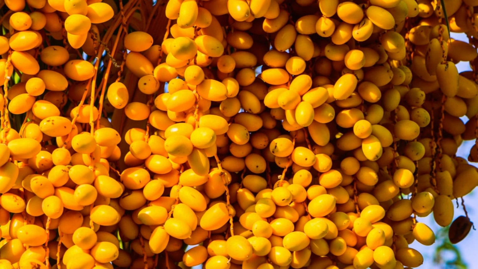 Yellow Barhi dates