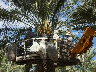 Medjool Dates Wholesale Supplier USA