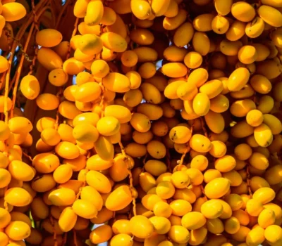 Yellow Barhi dates