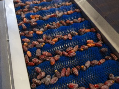 Medjool Dates Wholesale Supplier USA